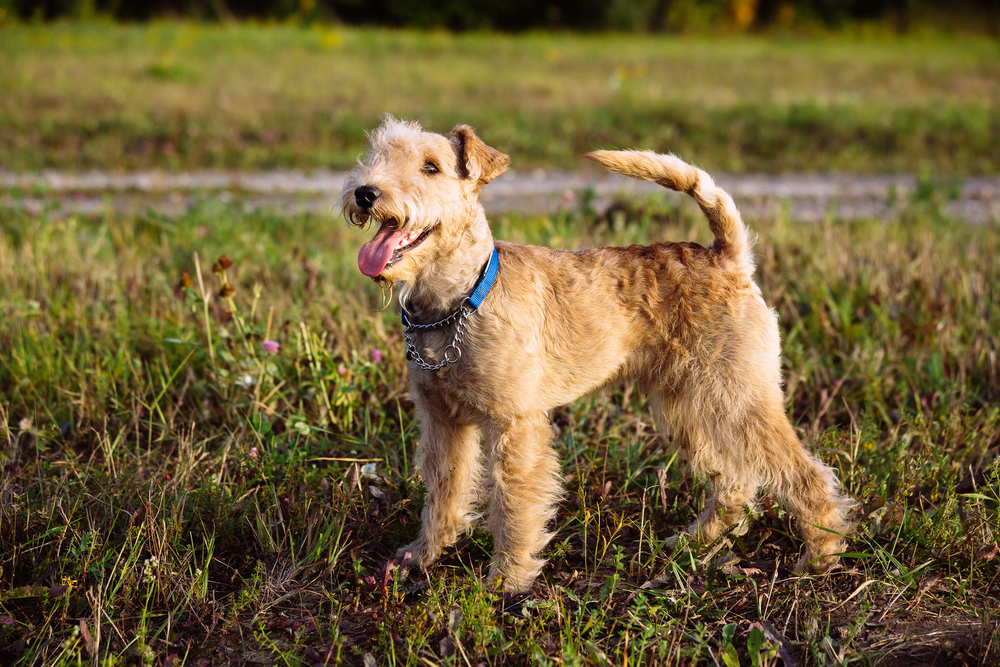 Lakeland Terrier Dog on the field