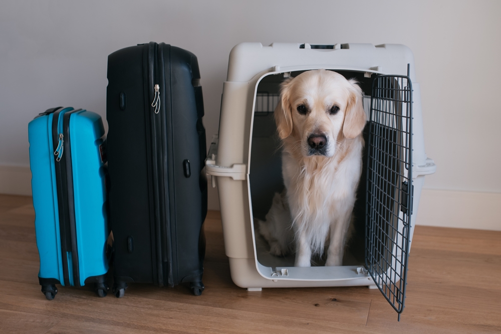 Large dog golden retriever in the airline cargo pet carrier waiting at the airport