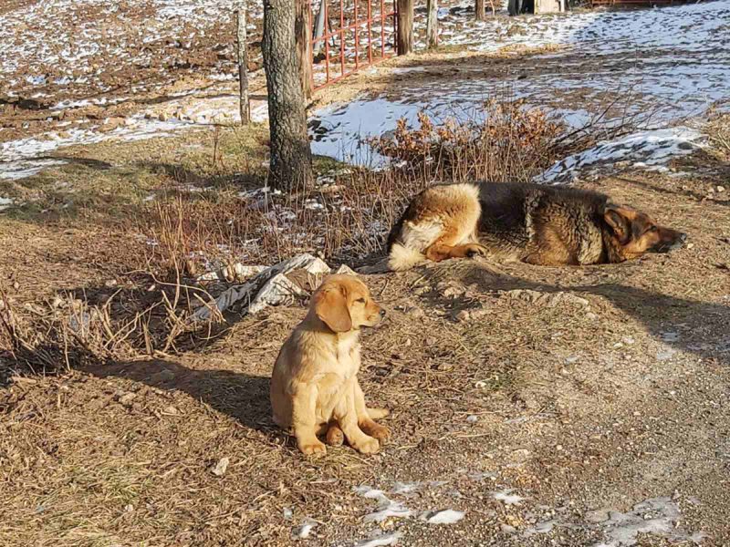 Lava sitting outdoor with another dog