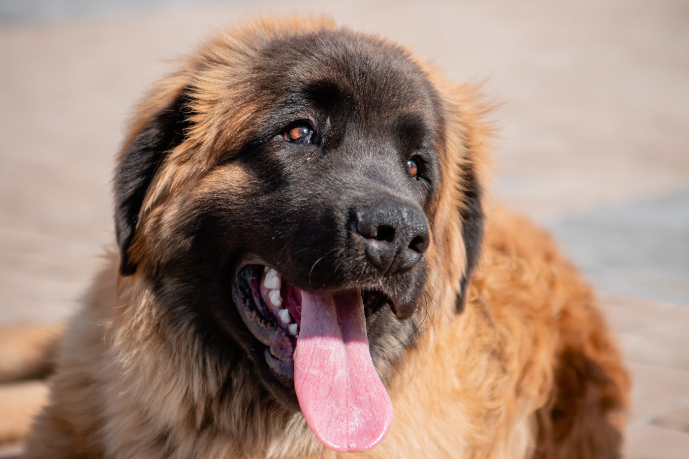 Leonberger5 1400x933 1