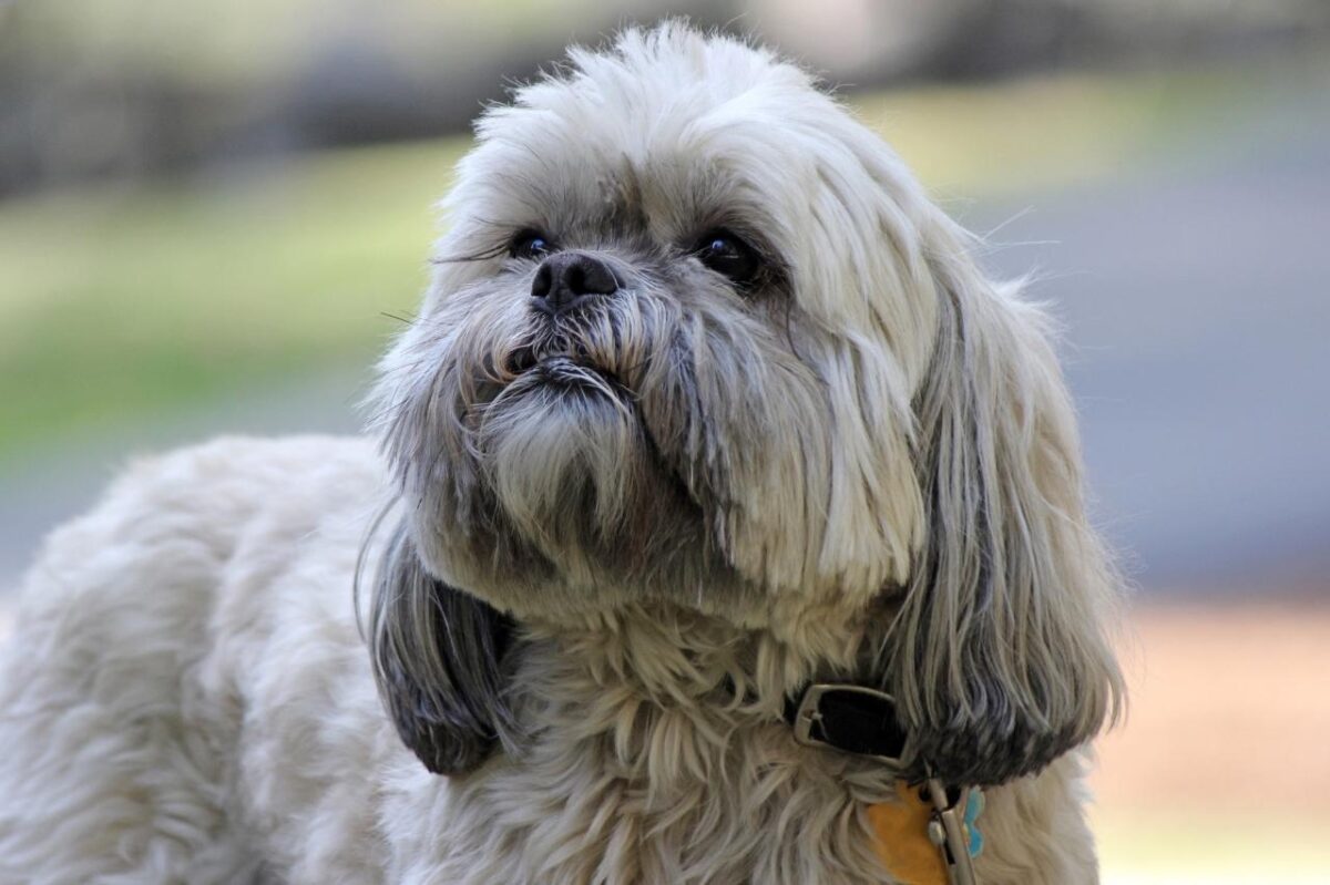 Lhasa Apso 01 3 e1727947206531