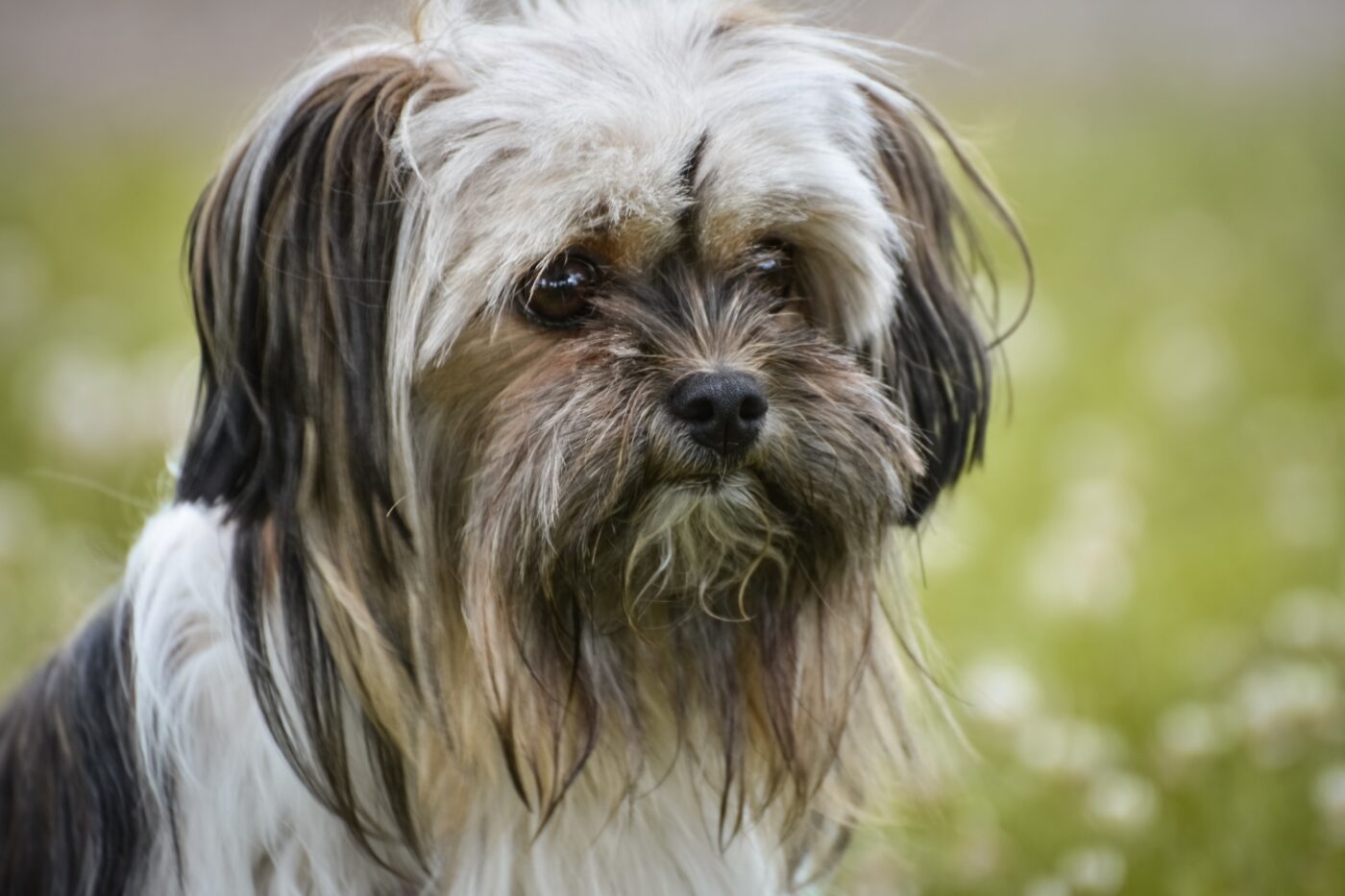 Lhasa Apso 1400x933 1