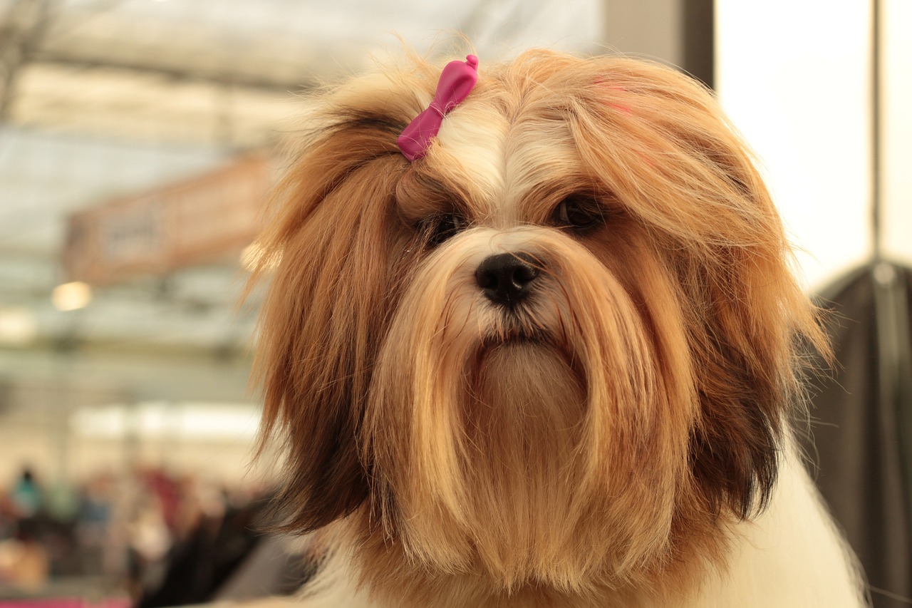 the best dog bed for your Lhasa Apso