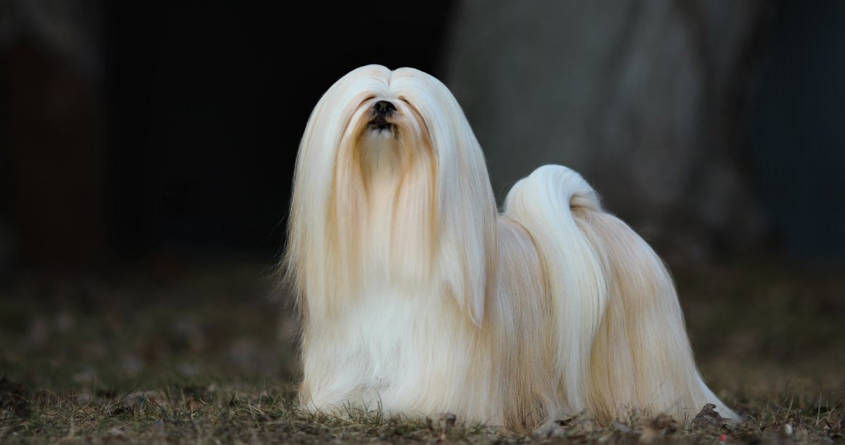 Lhasa Apso Feature2