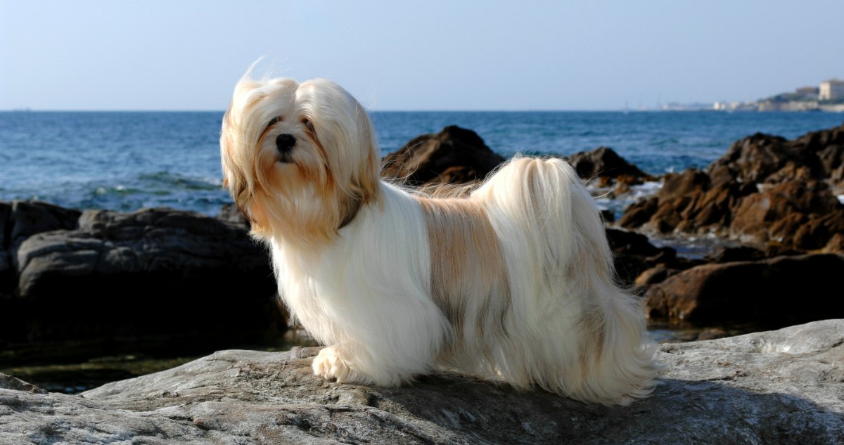 Lhasa Apso Feature5