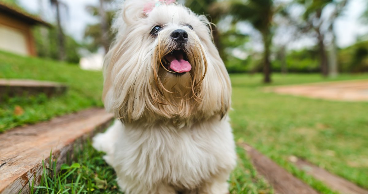 Lhasa Apso Feature6