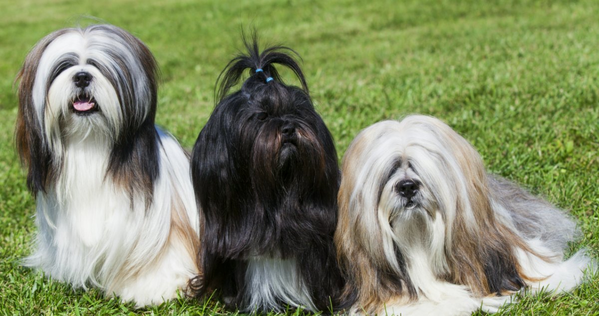 Lhasa Apso Feature7