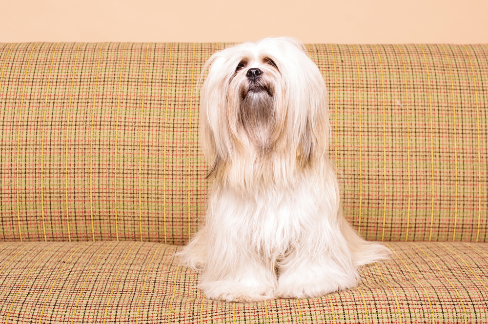 Lhasa Apso dog sitting on sofa