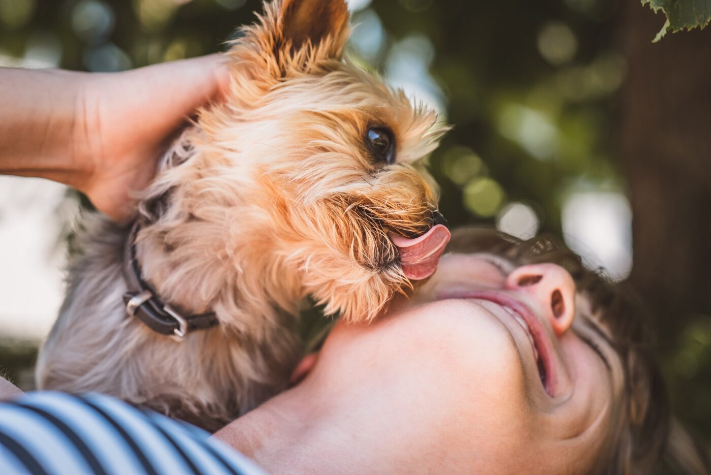 Little dog licking person