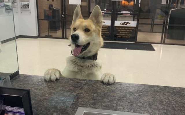 Lost dog finds police station to report himself missing 1