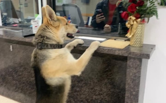 Lost dog finds police station to report himself missing