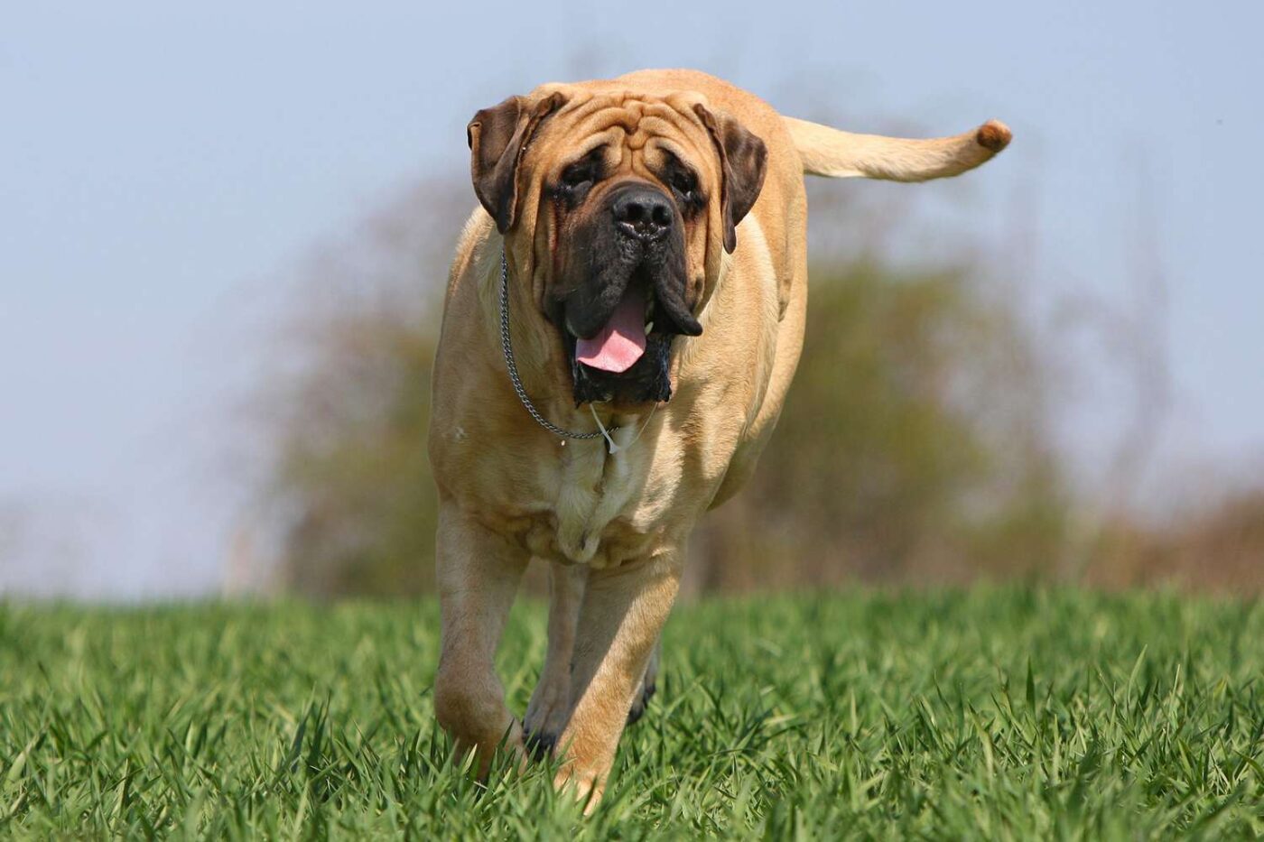 Mastiff 3 1400x933 1