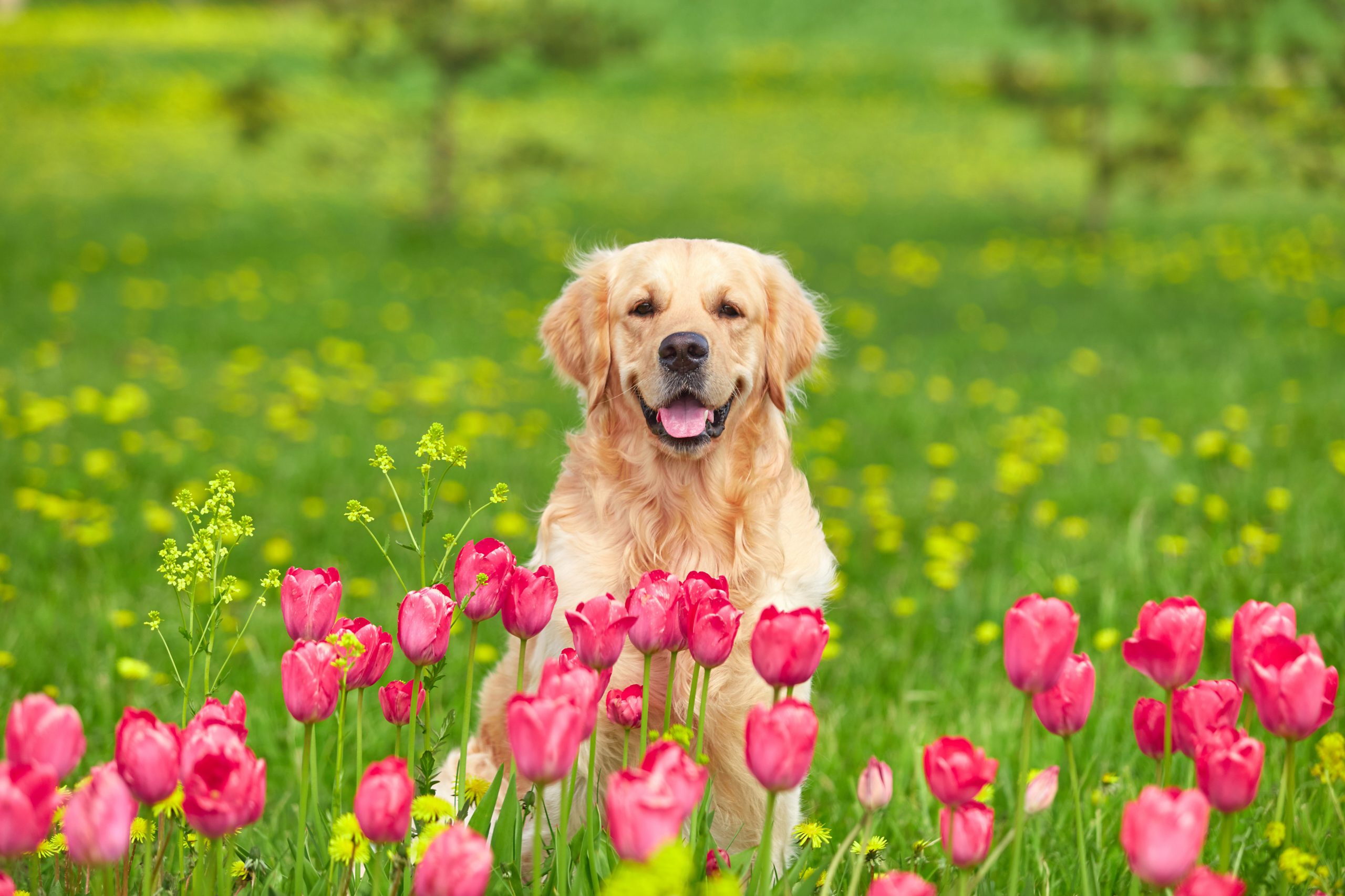 Dog sitting among tulips