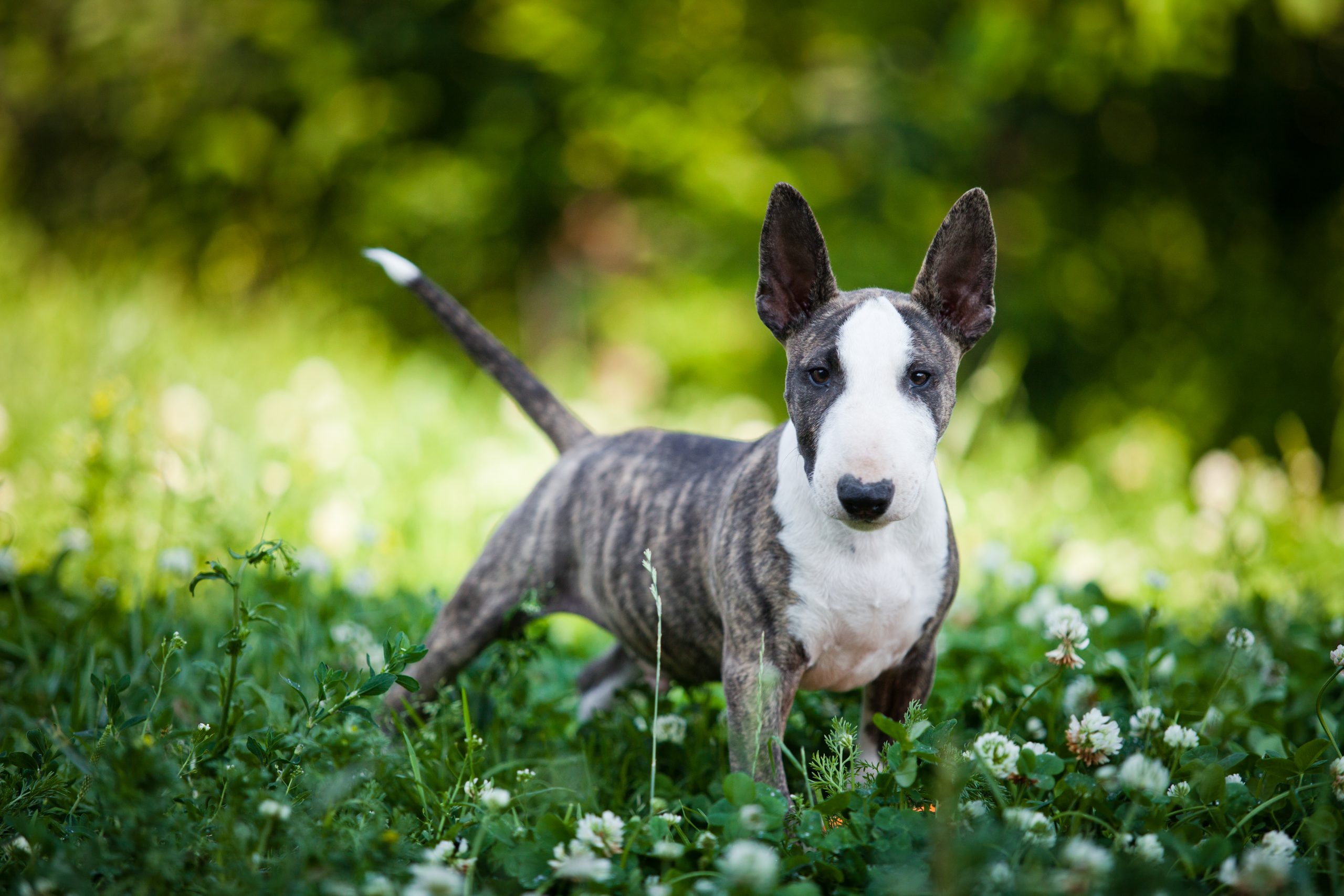 Miniature Bull Terrier scaled 1