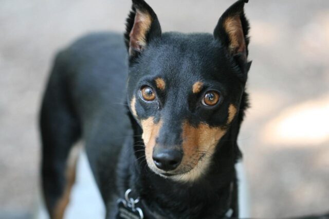 Miniature Pinscher 10 e1684998532663