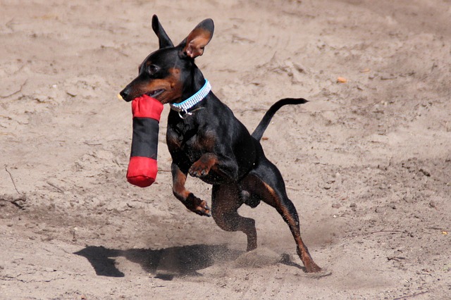 Miniature Pinscher 3