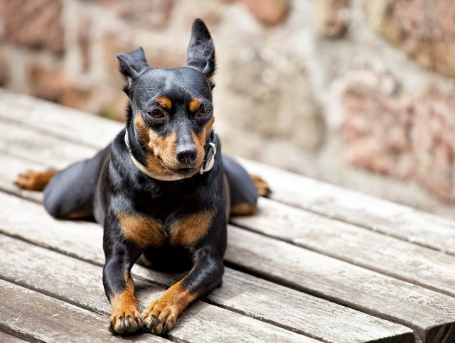 Miniature Pinscher 8