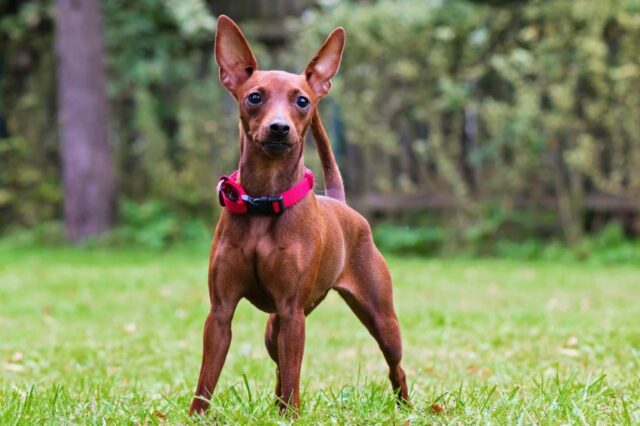 Miniature Pinscher e1680552625221