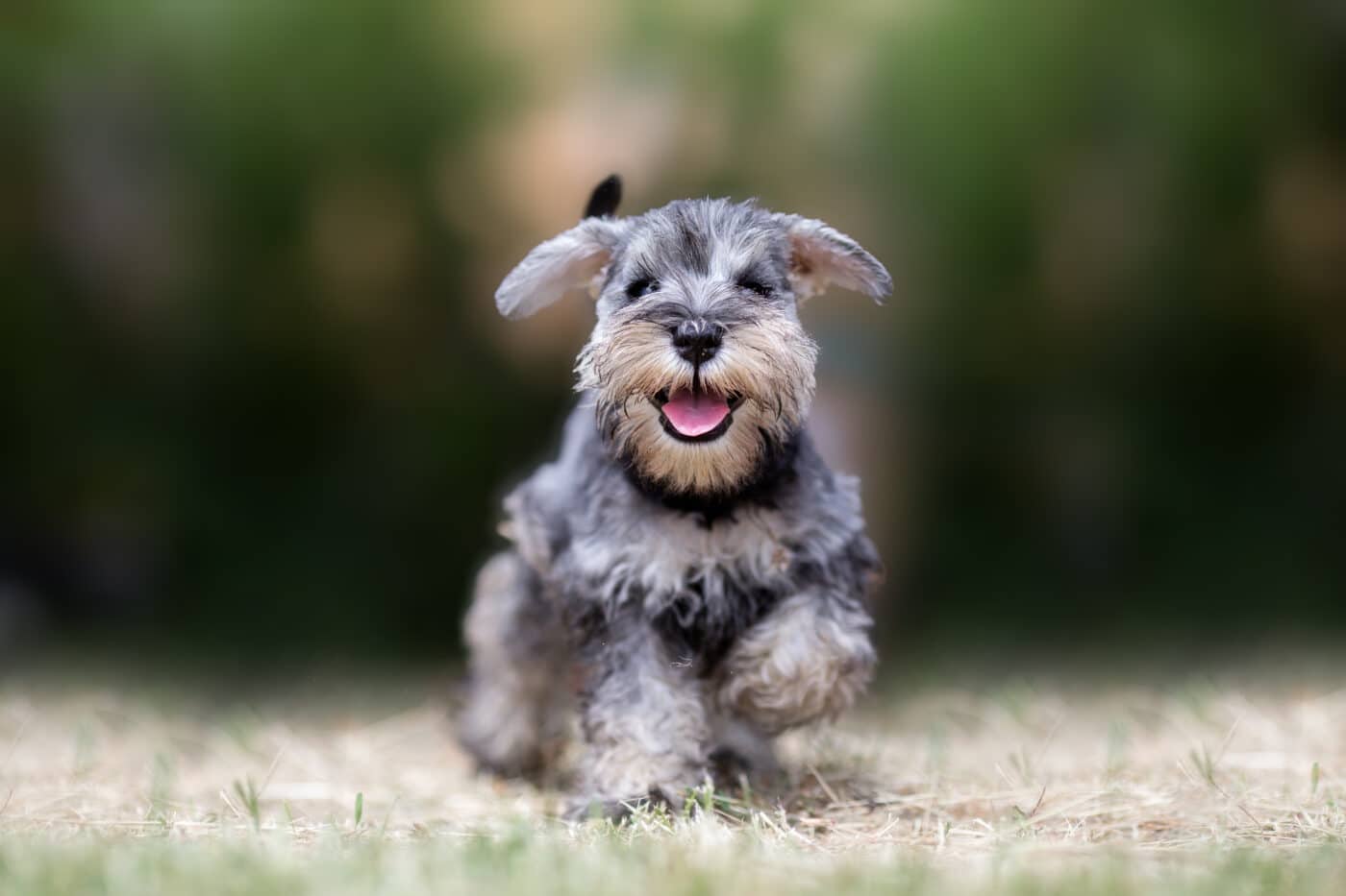 Miniature Schnauzer Puppy 1400x933 1