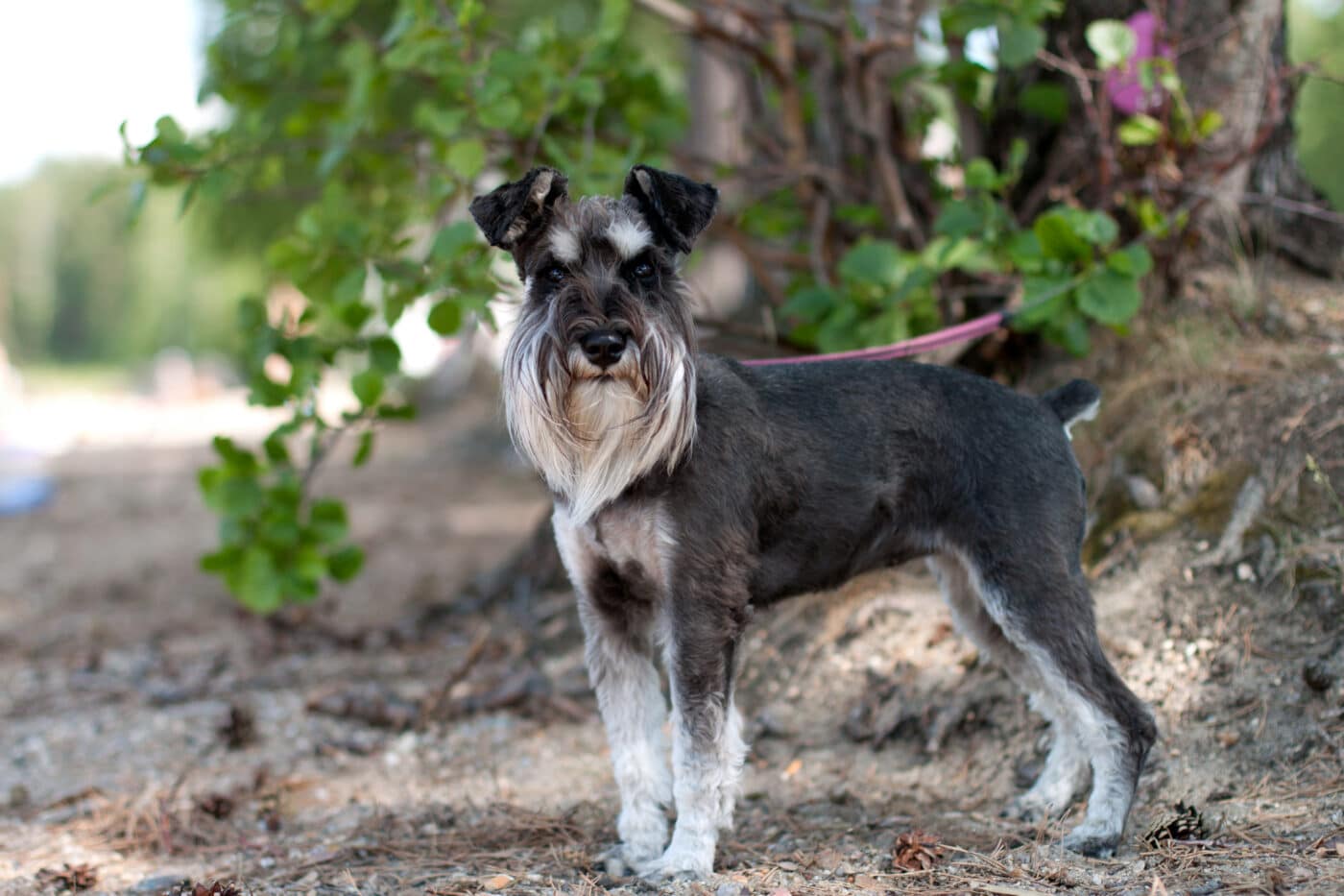 Miniature Schnauzer3 1400x933 1