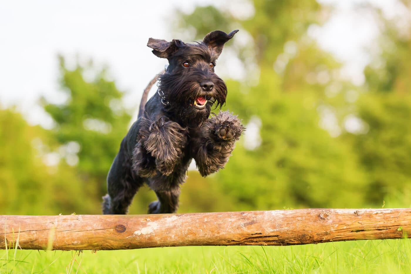 Miniature Schnauzer dog