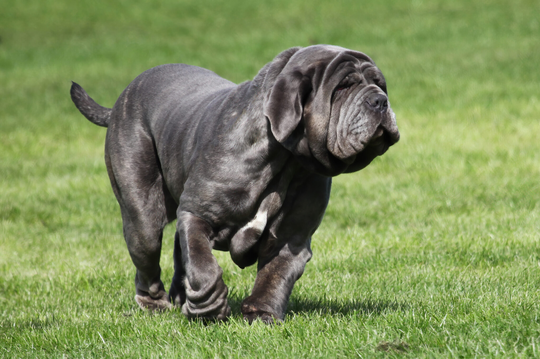 Neapolitan Mastiff4 scaled 1