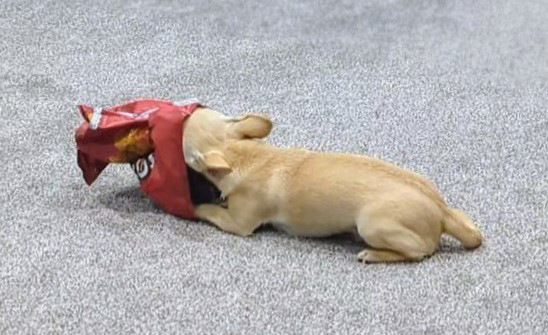 Ned desperately hoping to find a crumb in the bottom of the bag.