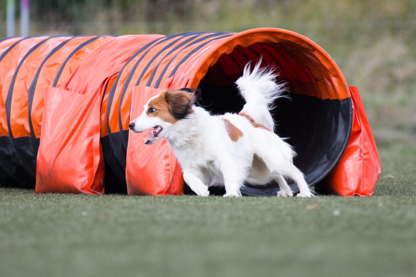 Nederlandse Kooikerhondje2 1400x933 1