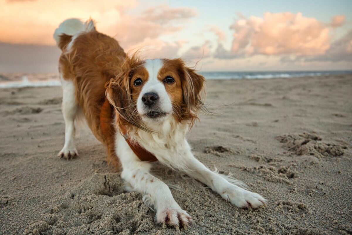 Nederlandse Kooikerhondje4 scaled e1726595100194