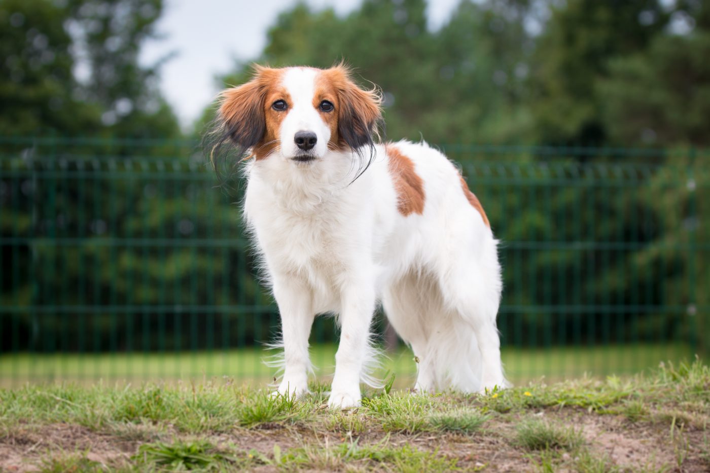 Nederlandse Kooikerhondje5 1400x933 1