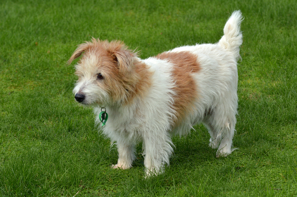 Norfolk Terrier dog standing on green grass in the park