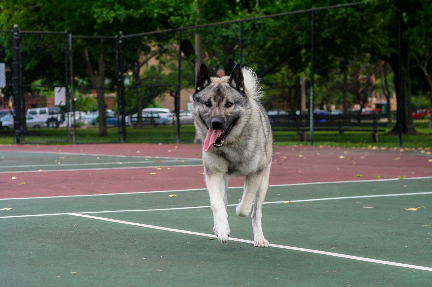 Norwegian Elkhound2 1400x933 1