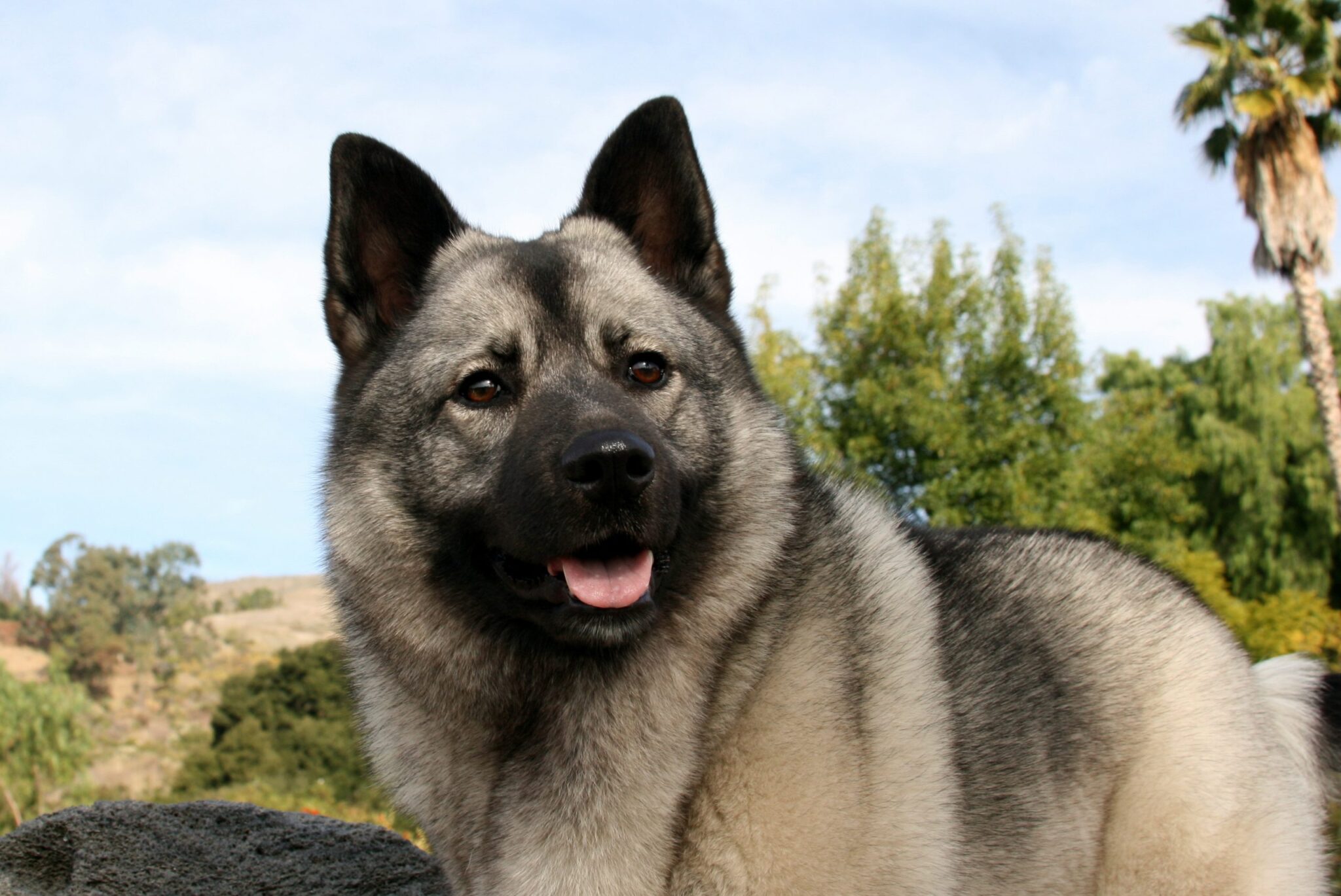 Norwegian Elkhound feature scaled scaled 1