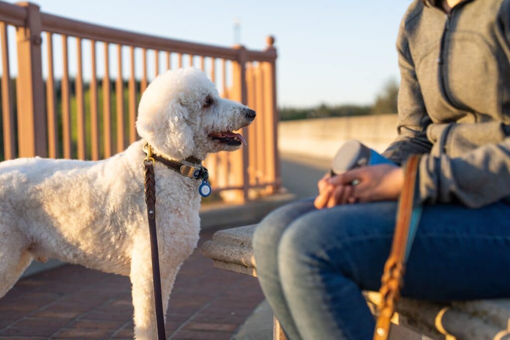 Obedient Service Dog Standing Next to Owner