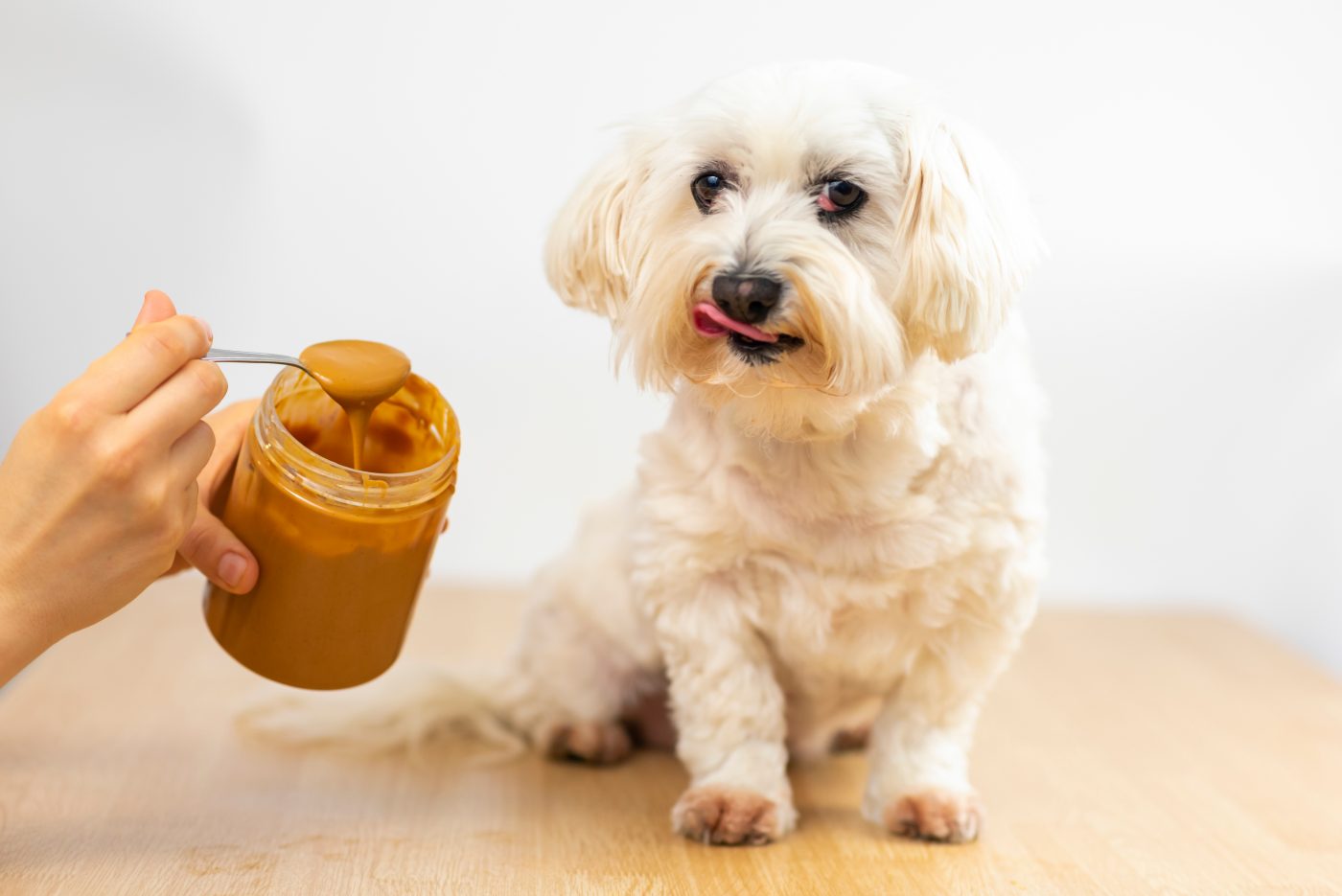 Offering peanut butter to dog 1400x935 1