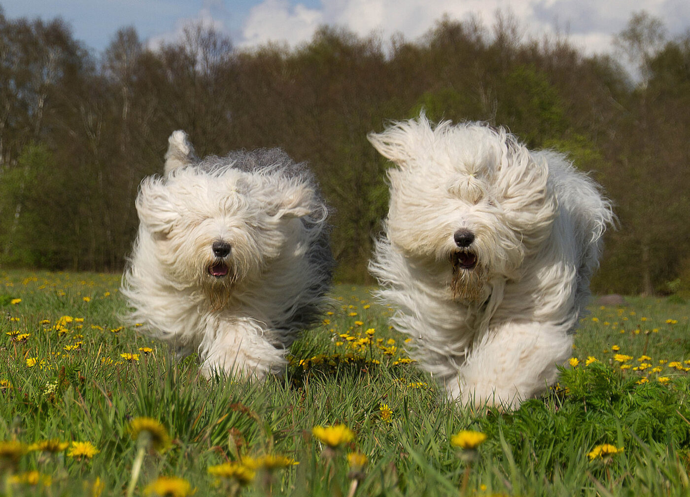 Old English Sheepdog 2 1400x1008 1