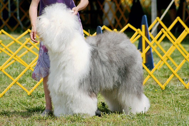 Old English Sheepdog 3