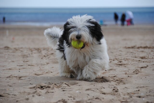 Old English Sheepdog 4 e1687252144741