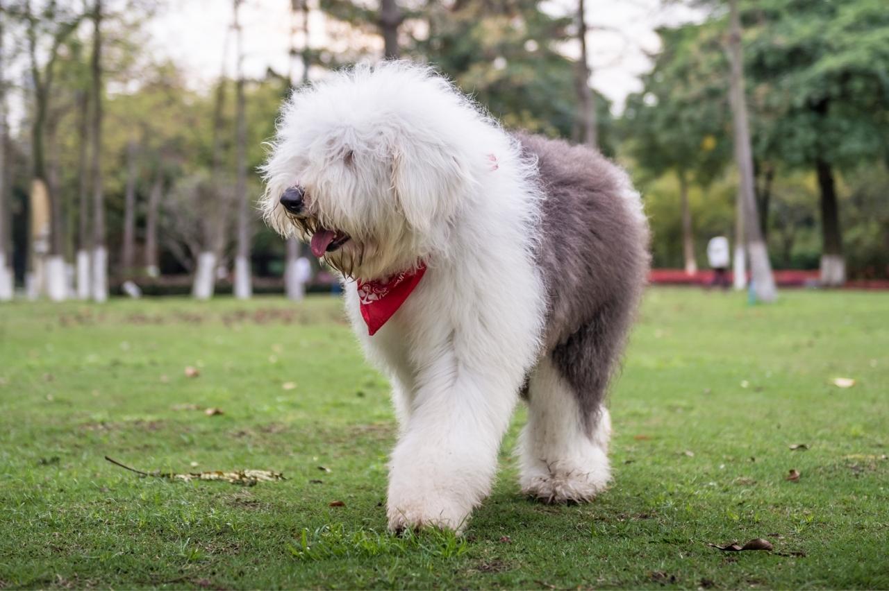 Best invisible dog fence for Old English Sheepdogs