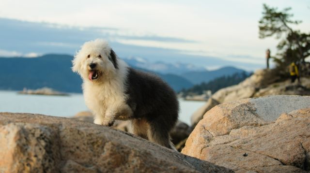 Old English Sheepdog Article10