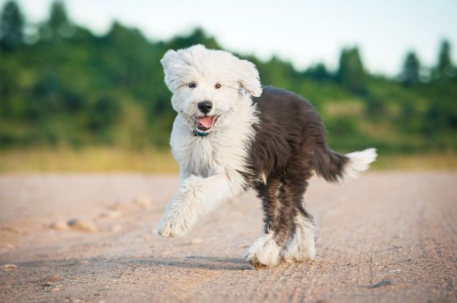 Old English Sheepdog Article2