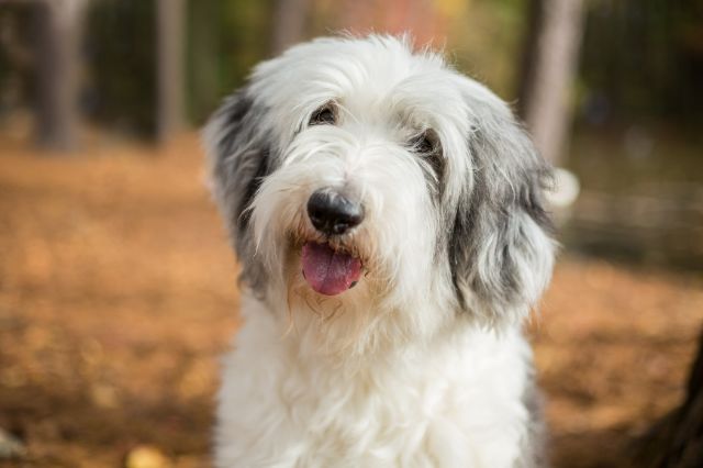 Old English Sheepdog Article3