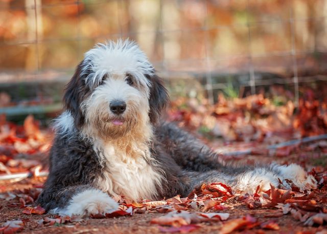 Old English Sheepdog Article4