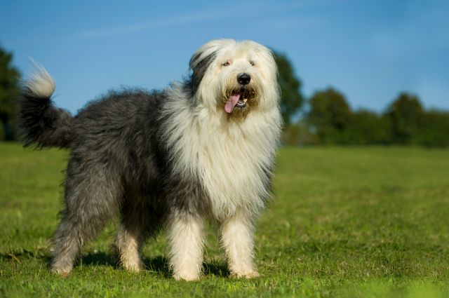 Old English Sheepdog Article5