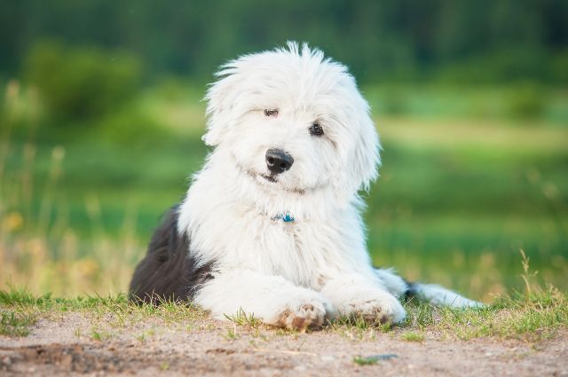 Old English Sheepdog Article8