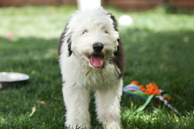 Old English Sheepdog Article9