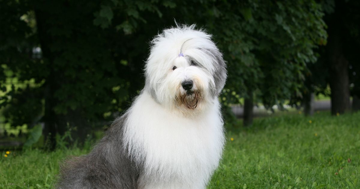 Old English Sheepdog Featured1