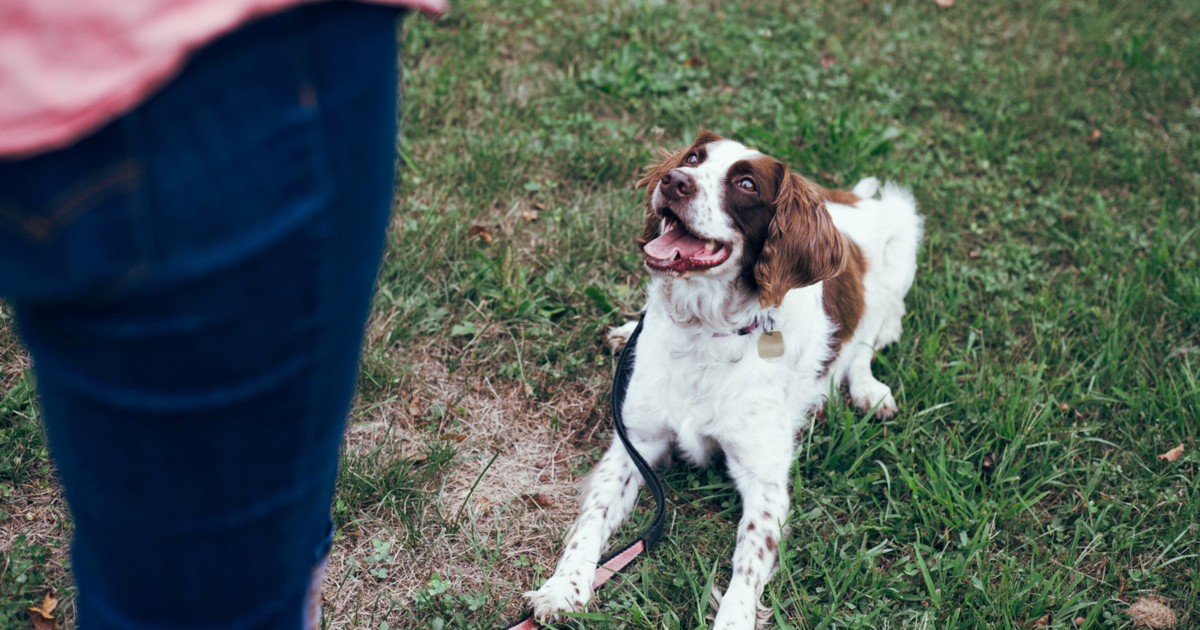 Online dog training classes