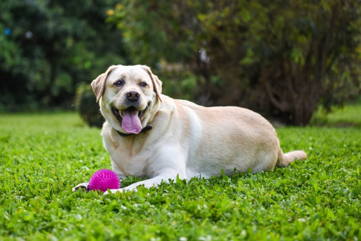 Labrador Retriever dog