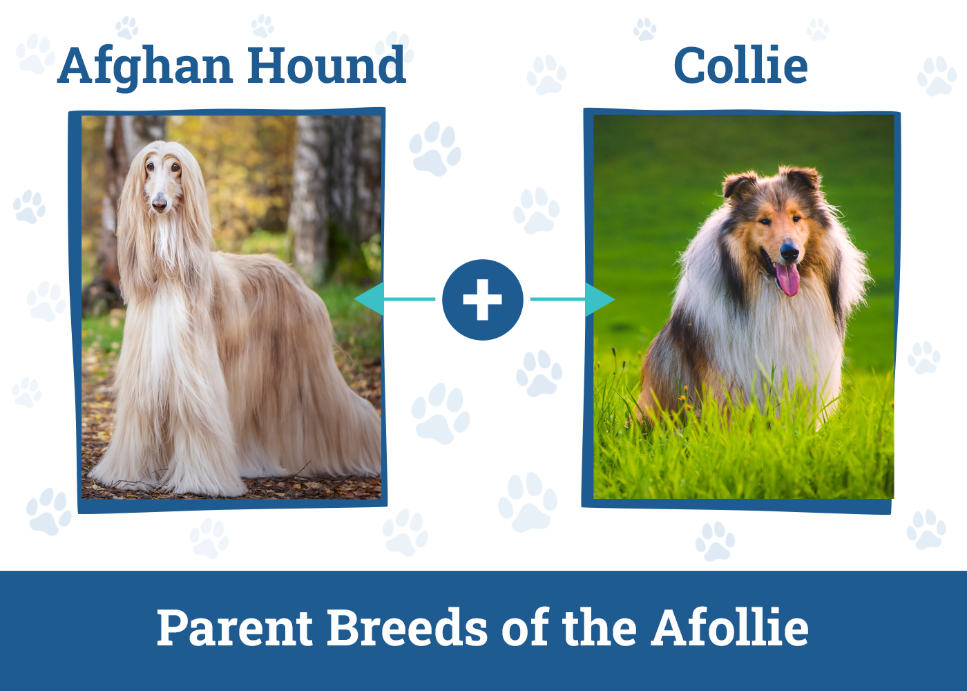 Parent Breeds of the Afollie Side By Side